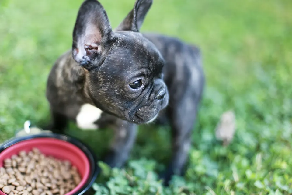 Image of a veterinarian recommending puppy food