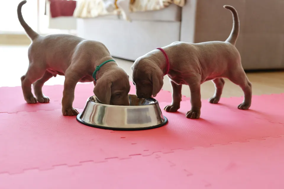 Image of wet and dry puppy food side by side